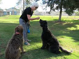 כלב טרייר רוסי שחור