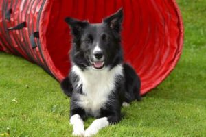 כלב בורדר קולי