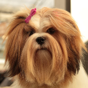 כלב לאסה אפסו