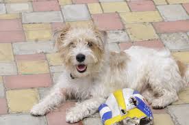 סיליהם טרייר