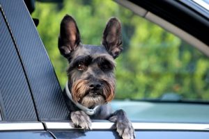 כלב שנאוצר ננסי